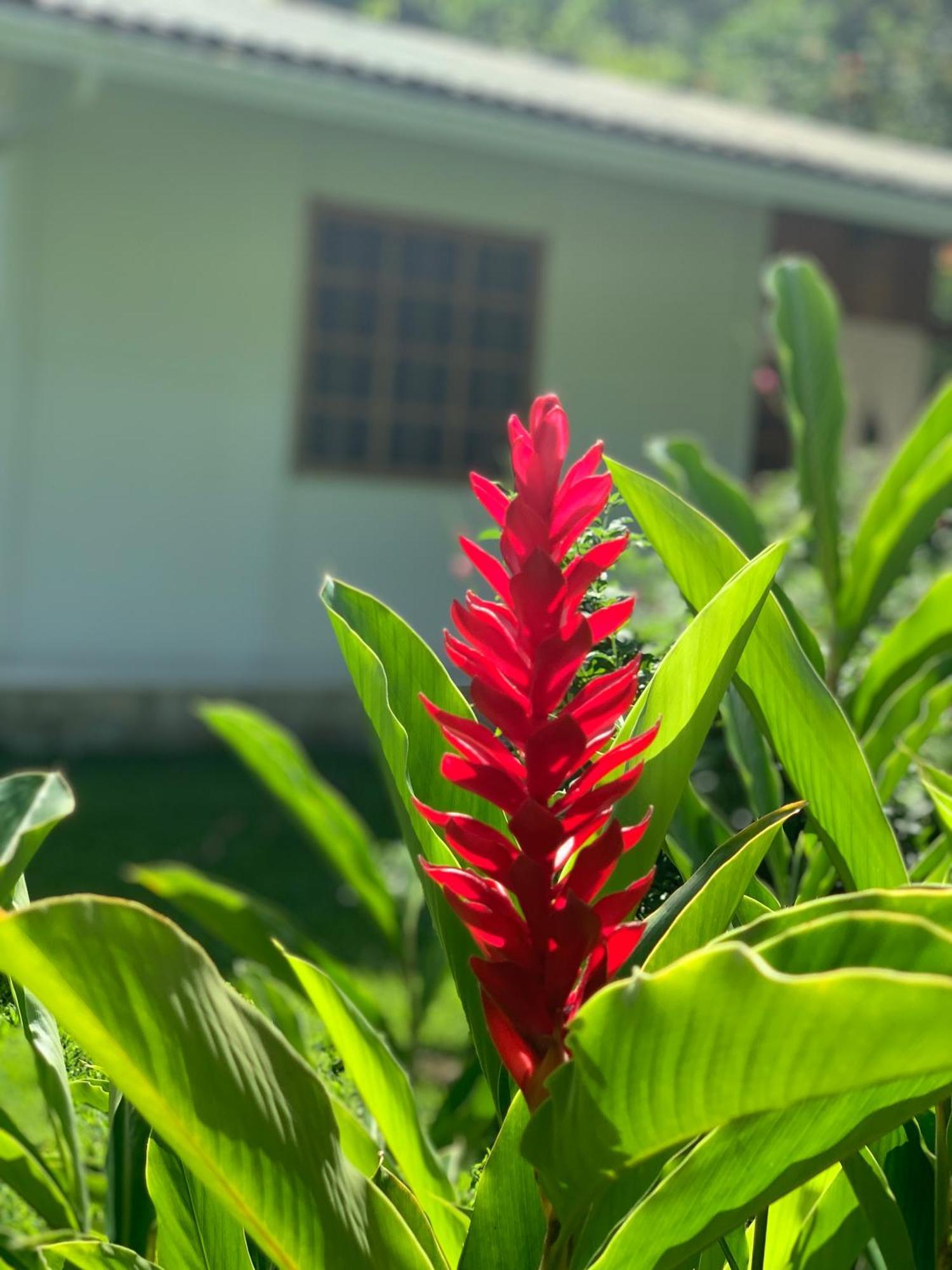 La Rana De Cahuita Villa Exterior photo