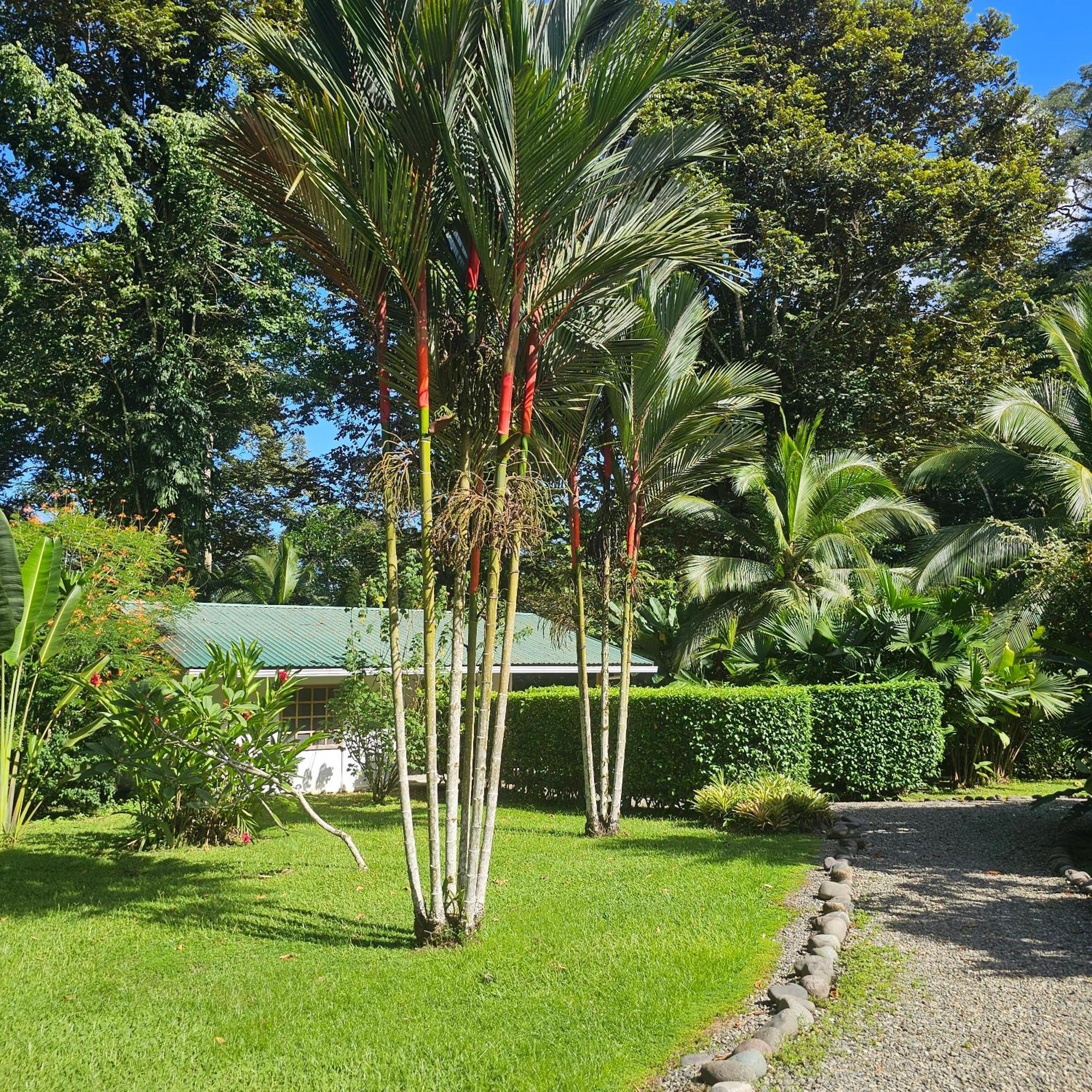 La Rana De Cahuita Villa Exterior photo